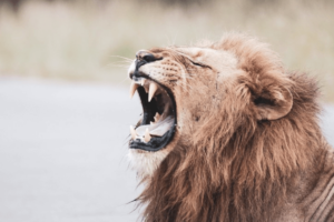 Leão - Unsplash